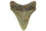 Serrated, Juvenile Megalodon Tooth - North Carolina #342211-1